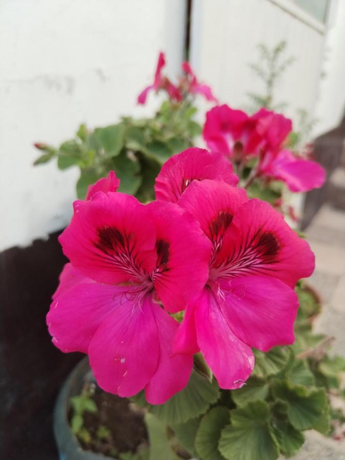 Cusco Vista Guest House 외부 사진